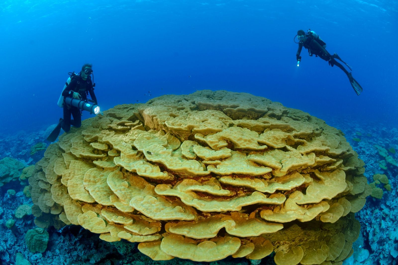 Encuentran un nuevo tipo de coral resistente al cambio climático en Bahía de las Águilas
